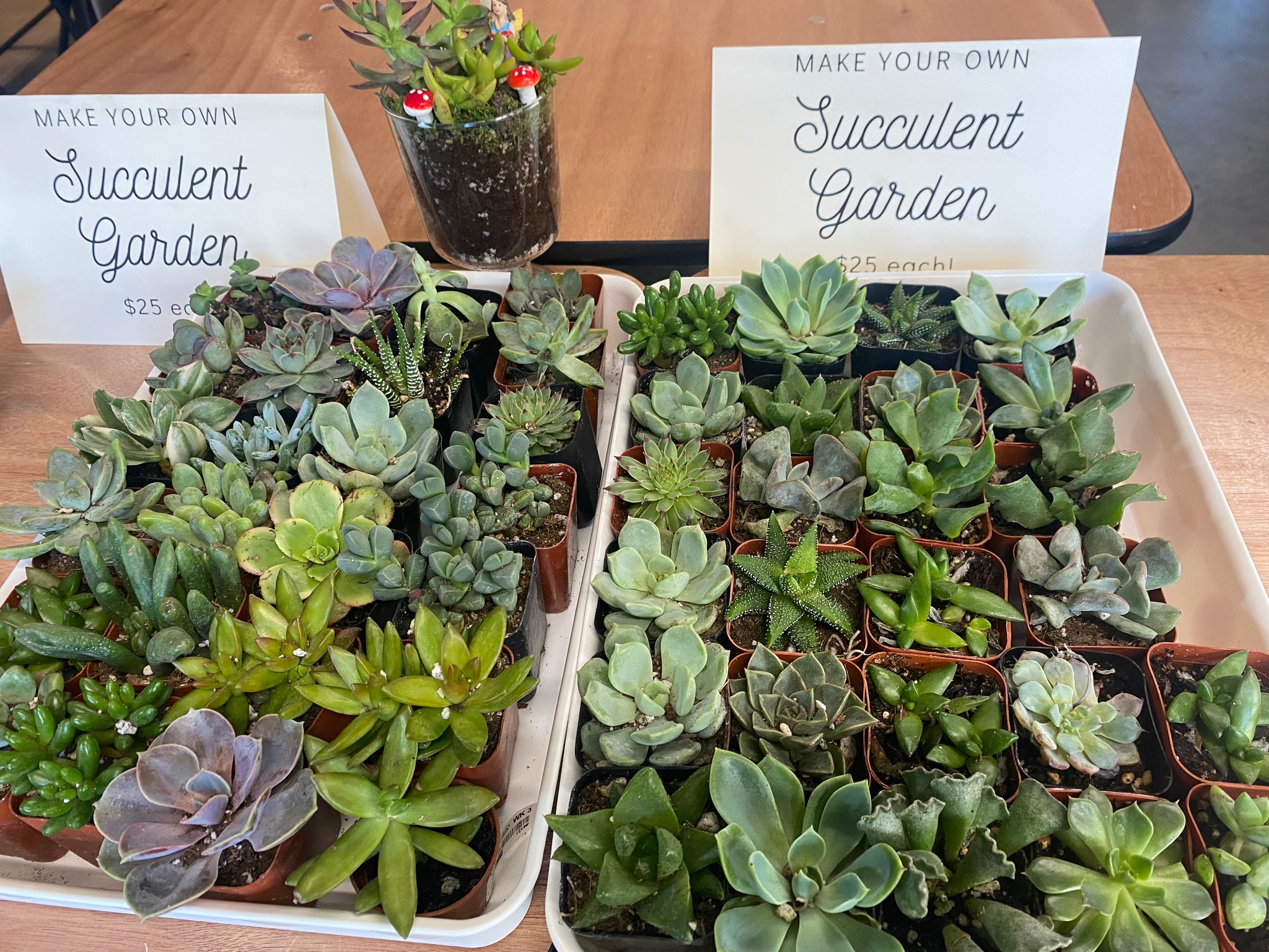 succulent garden llc Workshop : Mini Succulent Garden – The Glitter Workshop