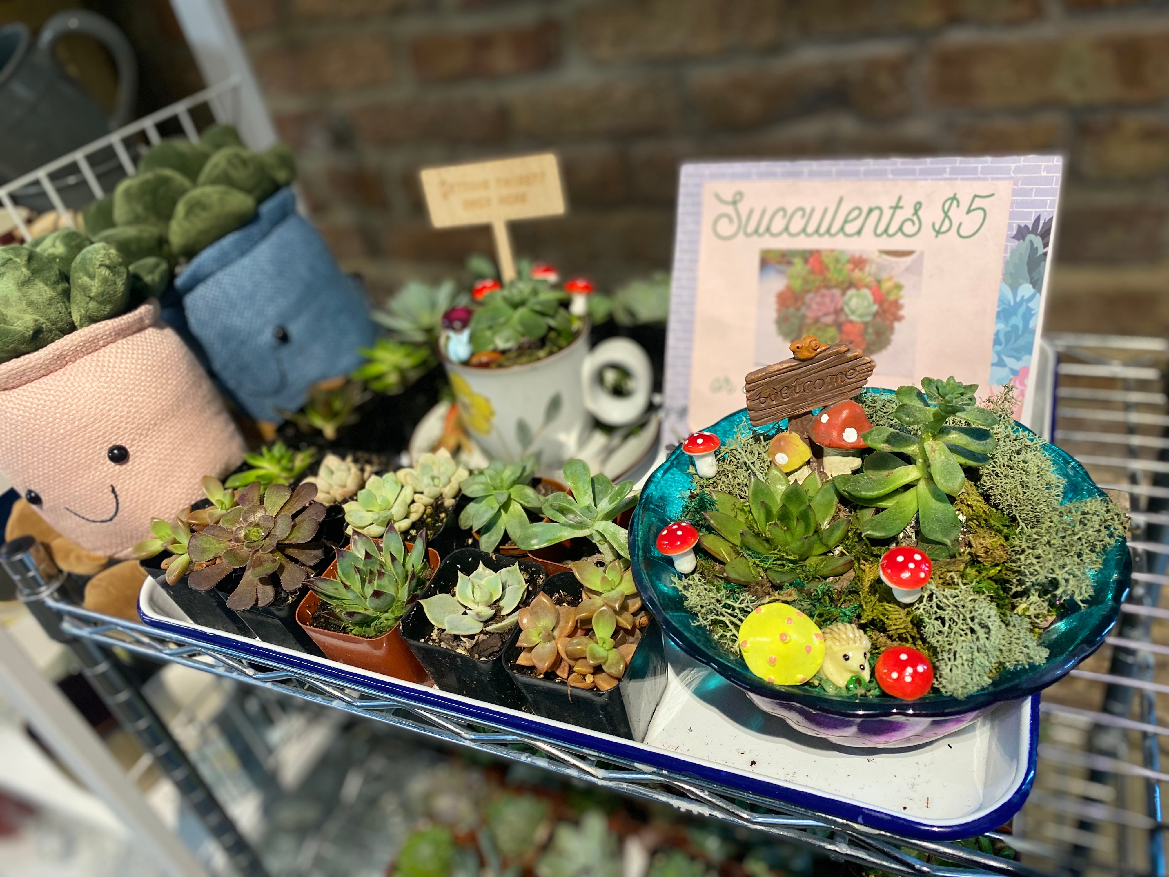 mini garden succulents Workshop : Mini Succulent Garden – The Glitter Workshop